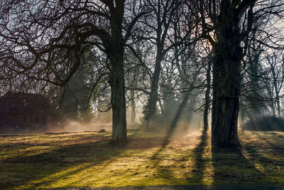 Trees in forest during foggy weather