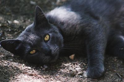 Portrait of black cat lying on field