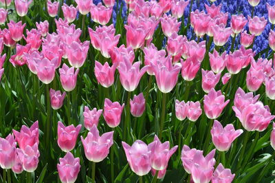 Close-up of pink flowering plants