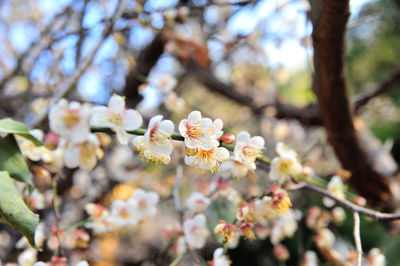 Close-up of cherry blossoms in spring