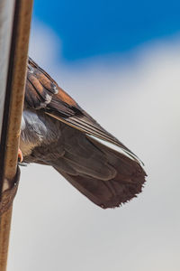 Low angle view of bird perching on plant against sky