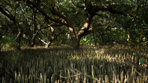 Scenic view of trees growing in forest