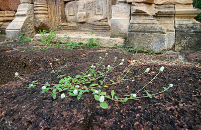 Plants growing in farm