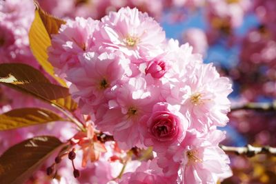 Close-up of pink cherry blossom