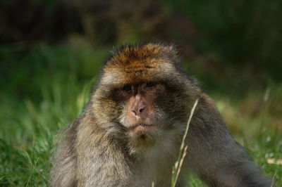 Close-up portrait of monkey on field