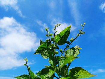 Low angle view of leaves against blue sky