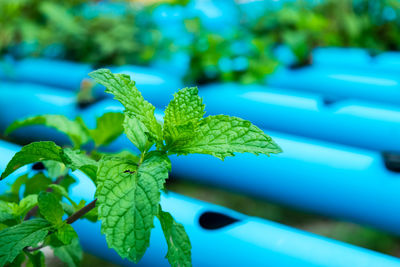 Close-up of fresh green leaves