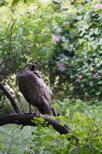 Bird perching on a tree