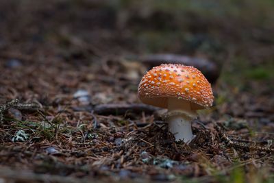 Close-up of mushroom on field