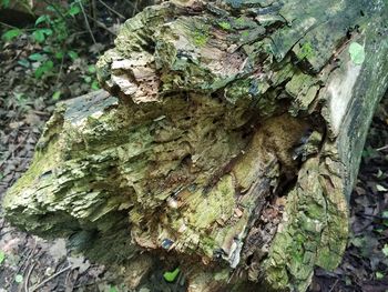 Close-up of moss growing on tree stump