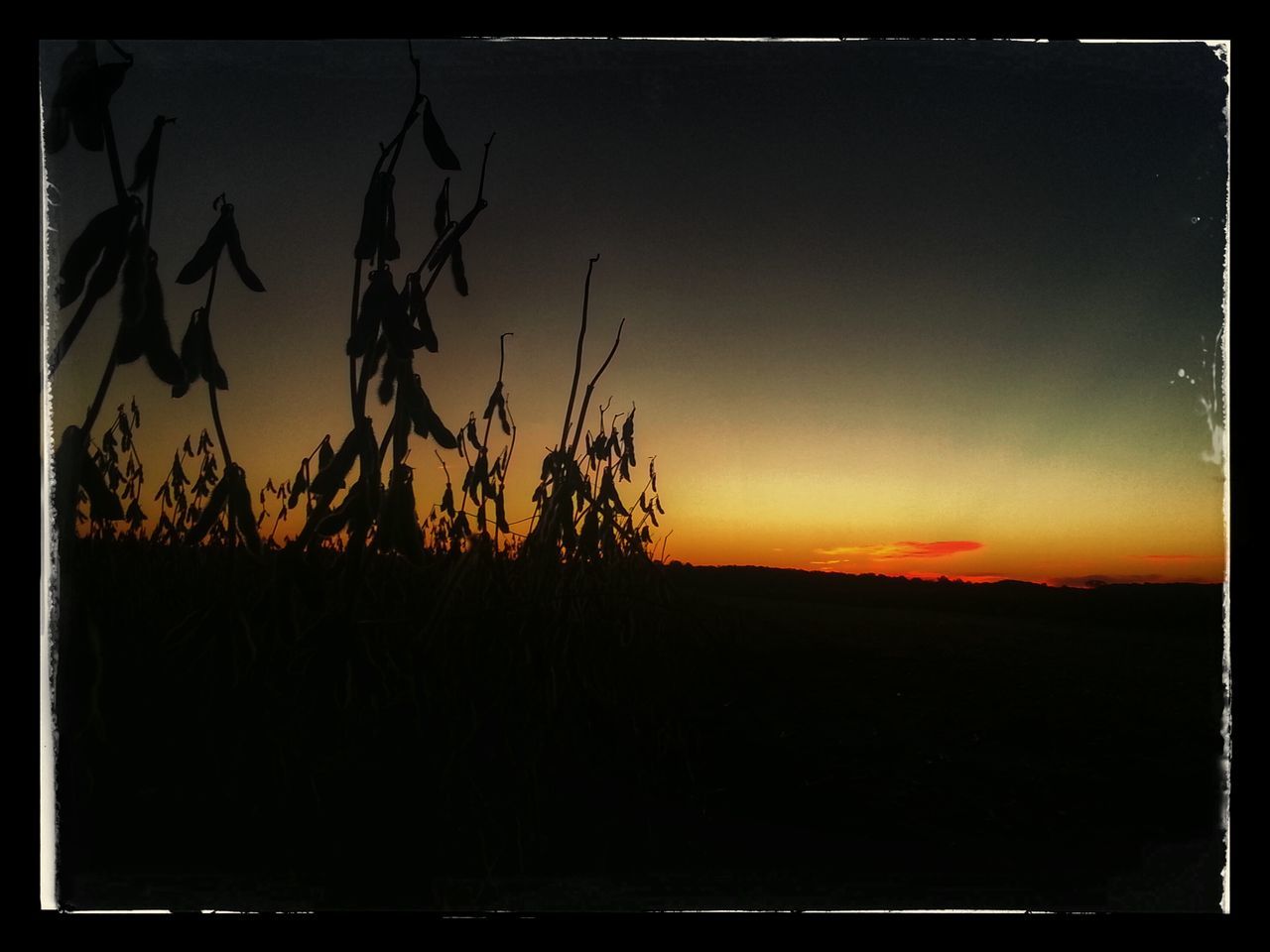 transfer print, sunset, auto post production filter, silhouette, tranquil scene, tranquility, scenics, beauty in nature, sky, bare tree, nature, tree, orange color, landscape, idyllic, branch, growth, outdoors, copy space, no people