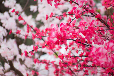 Close-up of cherry blossom