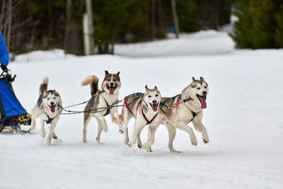 Running husky dogs on sled dog racing. winter dog sport sled team competition. siberian husky dogs