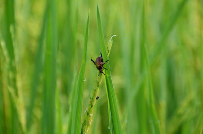 The small orange color weevil insect hold on paddy plant leaves.