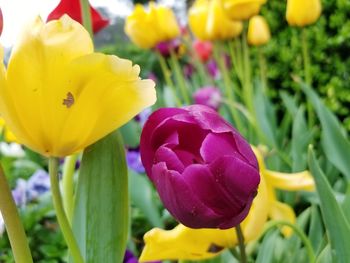 Close-up of yellow flowers blooming outdoors