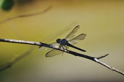 Close-up of dragonfly on plant