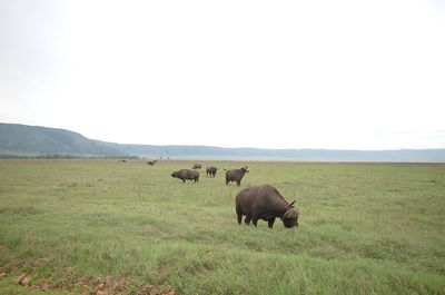 Buffalos grazing on field against sky