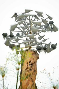 Low angle view of plant against sky