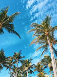 Low angle view of palm trees against sky