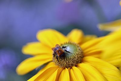 Close-up of insect on yellow flower