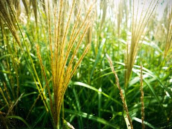 Close-up of crops growing on field