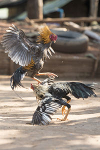 Close-up side view of birds fight