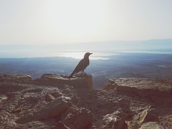 Bird perching on beach against clear sky