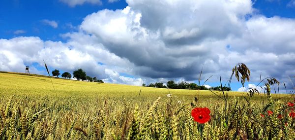 Scenic view of agricultural field against sky