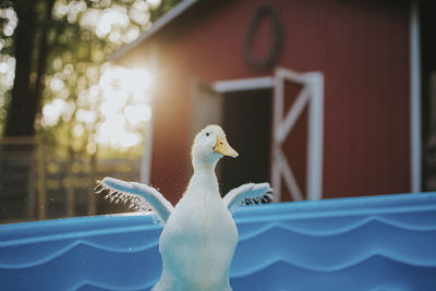 Close-up of duck with spread wings in wading pool at yard