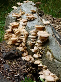 Mushroom growing in forest