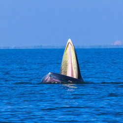 Whale in sea against clear blue sky