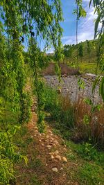 Plants growing on land against sky