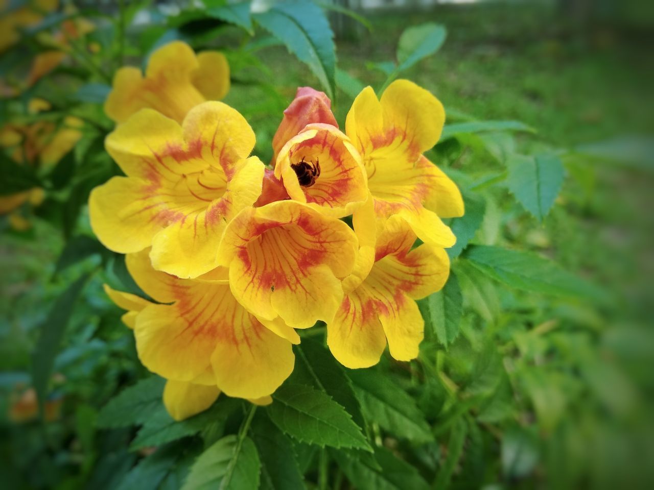 CLOSE-UP OF YELLOW FLOWER