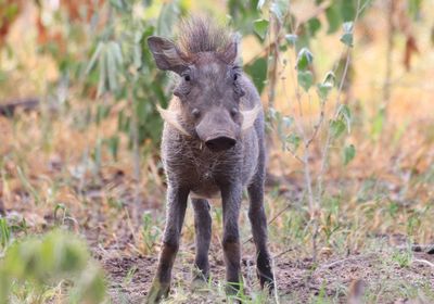 Portrait of an animal on land