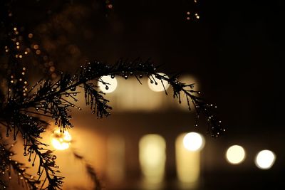 Close-up of raindrops on illuminated tree at night