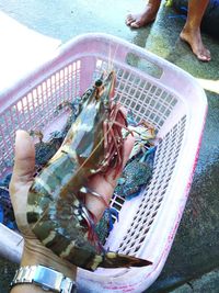 High angle view of hand holding fish