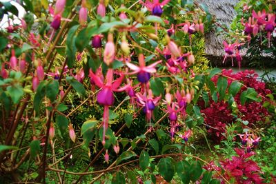 Close-up of pink flowers