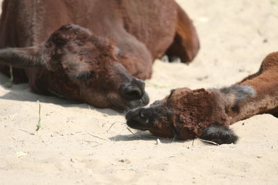 Llamas resting on sand