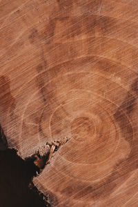 High angle view of tree stump