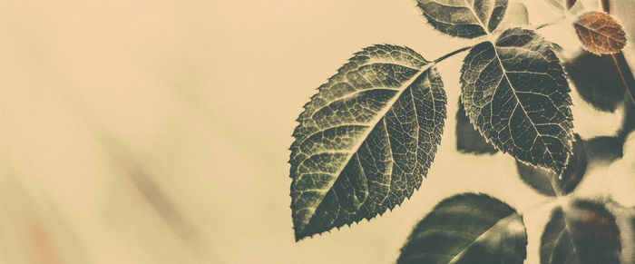 leaf