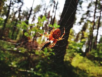 Close-up of spider on web