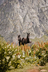 Two horses on rock