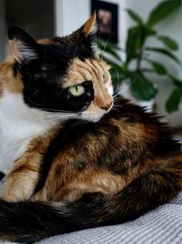 Close-up portrait of a cat at home