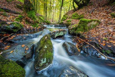 Stream flowing through the forest in autumn