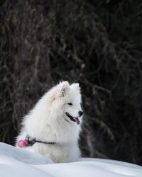 Close-up of a dog looking away