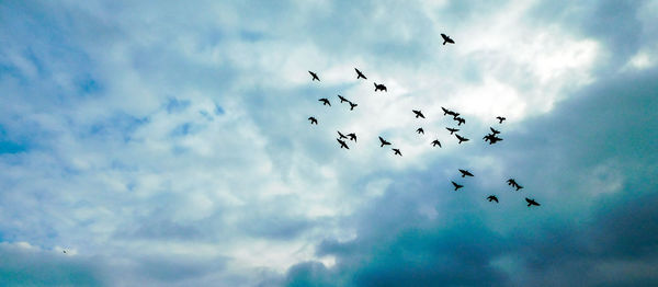 Low angle view of silhouette birds flying against sky