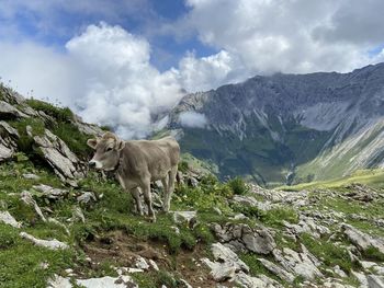 Cow standing on mountain