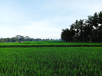 Scenic view of agricultural field against sky