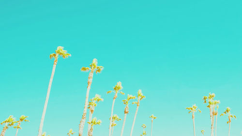 Low angle view of flowering plants against clear blue sky