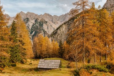 Wooden hut surrounded by golden larch trees in mountains